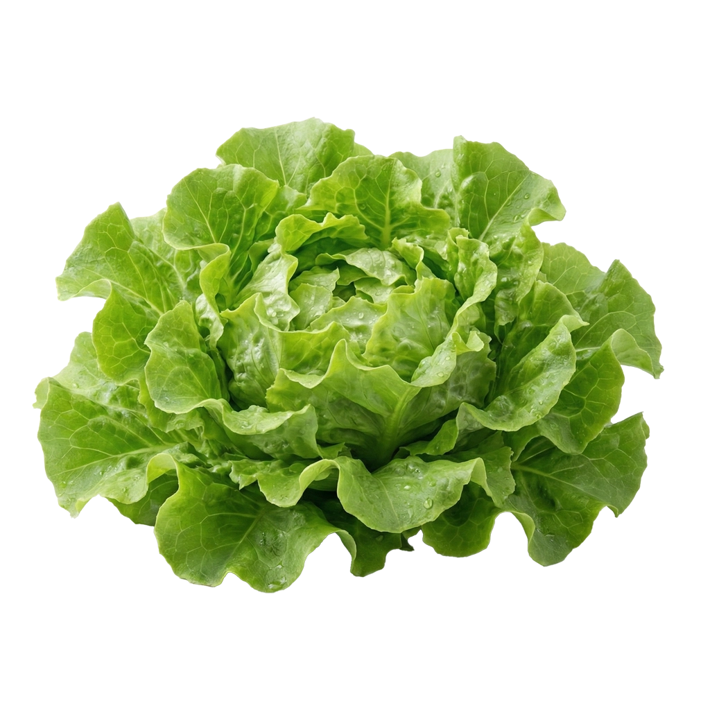 Lettuce