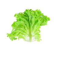 Iceberg lettuce